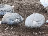 ላቬንደር — ፎቶ 1