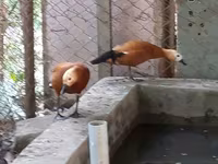 Ducks — foto 5