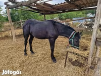 Hengst, Paarden — foto 5