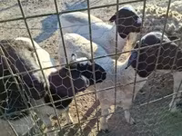 แกะตัวผู้, Dorper sheep — รูปภาพ 2