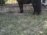 Hingst, Australian Pony — foto 2