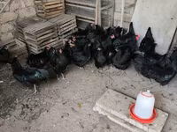 مالینز — عکس 5