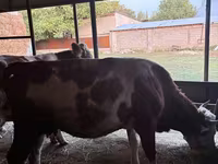 گاو ماده, Latvian Blue cattle — عکس 2