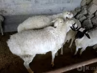 مینڈھا, بھیڑیں — تصویر 1