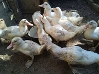 Ducks — 7-rasm