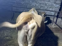 วัวตัวเมีย, Simmental cattle — รูปภาพ 4