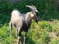 Oğlak, Keçiler — foto 1