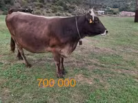 İnek, Sığır — foto 1