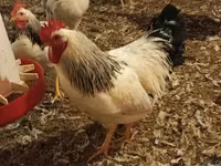 Chickens — 사진 4