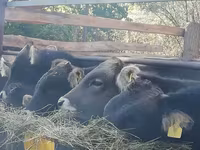 Banteng, Cattle — foto 4