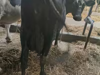 Ko, Simmental cattle — foto 7