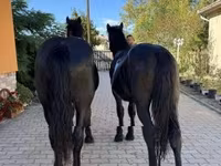 ცხენი, Hungarian horse breed — ფოტო 2