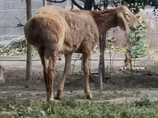 Koç, Arashan sheep