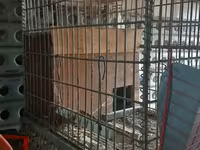 Մետաղյա վանդակներ նապաստակների համար — ፎቶ 1