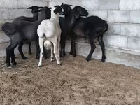 میش, گوسفند — عکس 4