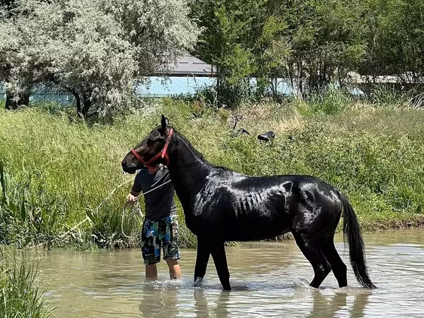 Hengst, Karachay horse