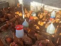 Chickens — الصورة 2