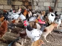 Chickens — 4-rasm