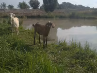 Kambing betina, Kamori goats — foto 1