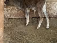 گاو نر, نژاد آلتائو — عکس 3