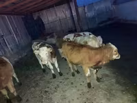 گاو و گوساله (گروه، جنسیت مشخص نشده), نژاد قرمز-خالدار — عکس 3