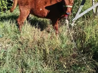 Lembu betina, Cattle — foto 4