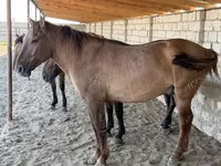 Cal, Mugalzhar horse — foto 5