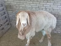 แกะตัวผู้, Arashan sheep — รูปภาพ 2