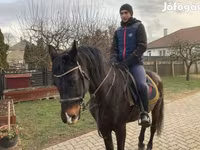 Kůň, Furioso-North Star — foto 2