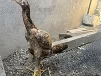 Chickens — fotografija 1
