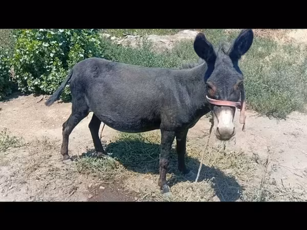 Kobila, Коњи