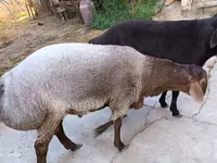 Ram, Schapen — foto 3