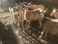 Buk, Saanen goat — foto 4