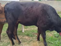 ላም, Simmental cattle — ፎቶ 2