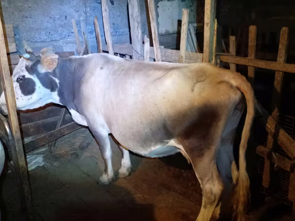 ላም, Simmental cattle