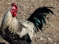 Chickens — تصویر 2