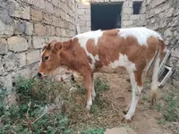 Bò cái, Simmental cattle — ảnh 5
