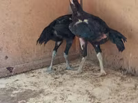 Chickens — عکس 6