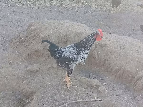 Chickens