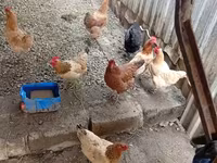 Chickens — รูปภาพ 3