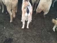 Billy Goat, Goats — photo 2