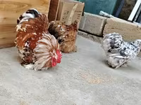 Chickens — foto 5