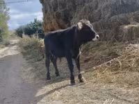 Touro, Bovinos — foto 2