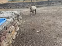 Baran, Merino sheep — zdjęcie 3