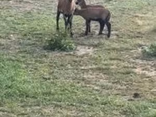Pecora, Cameroon sheep