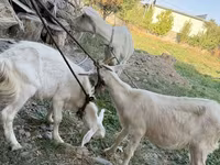 แพะตัวเมีย, Saanen goat — รูปภาพ 7