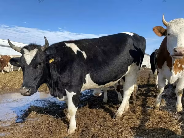 گاو ماده, Russian Black pied cattle
