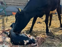 گاو ماده, Russian Black pied cattle — عکس 3
