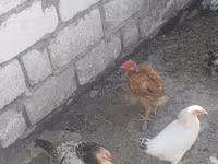 Chickens — تصویر 5