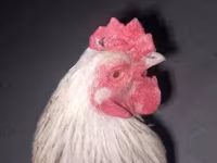 Brahma — foto 5